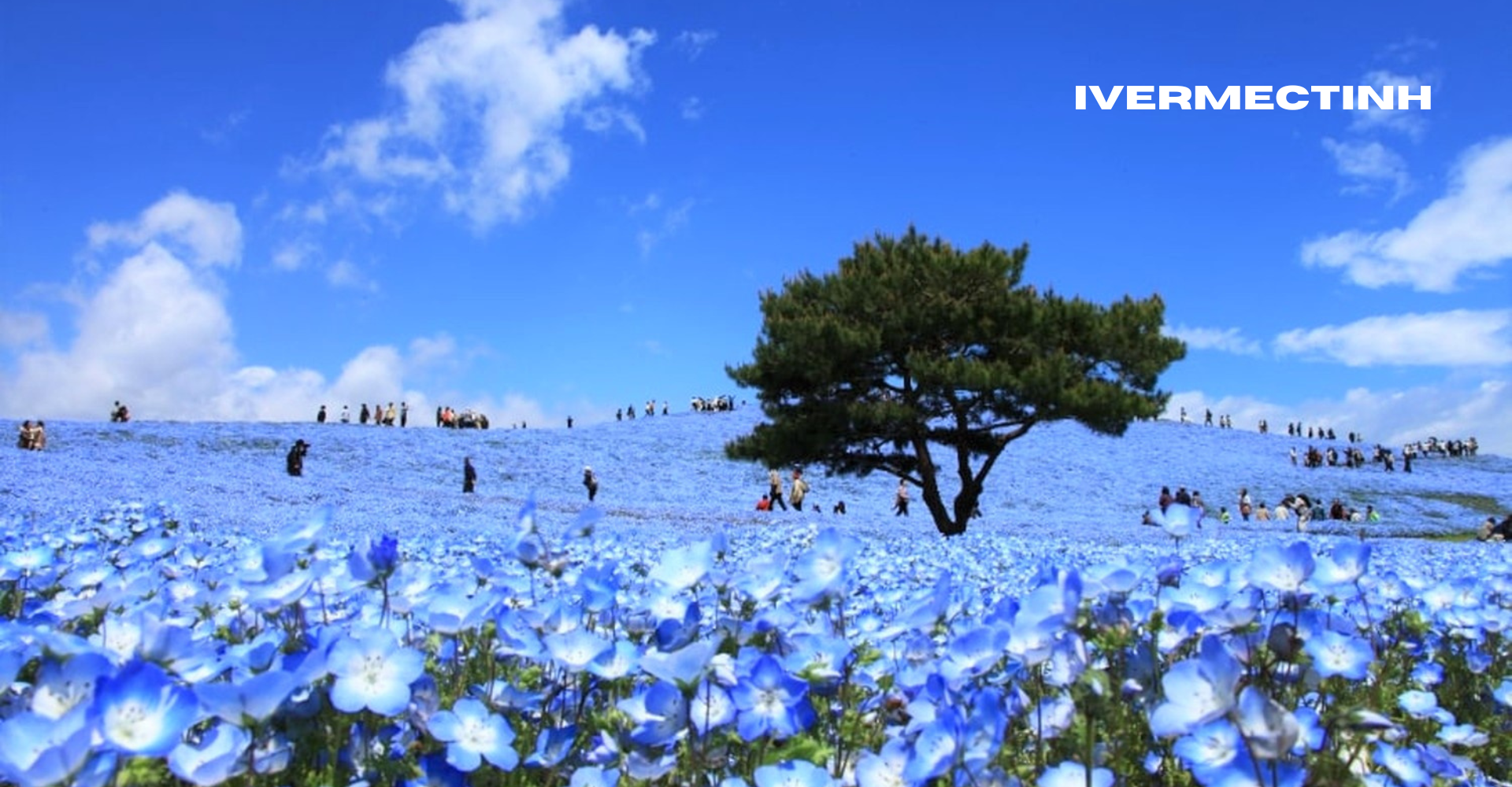 Hitachi Seaside Park: Surga Bunga di Ibaraki, Jepang